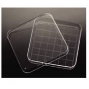 Square Petri Dish 사각 패트리디쉬